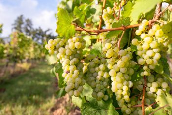 Struguri albi in vie, in bataia soarelui