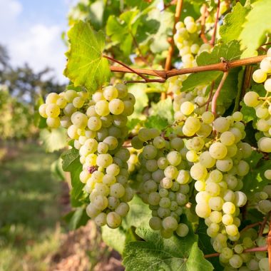 Feteasca Neagră & Malbec